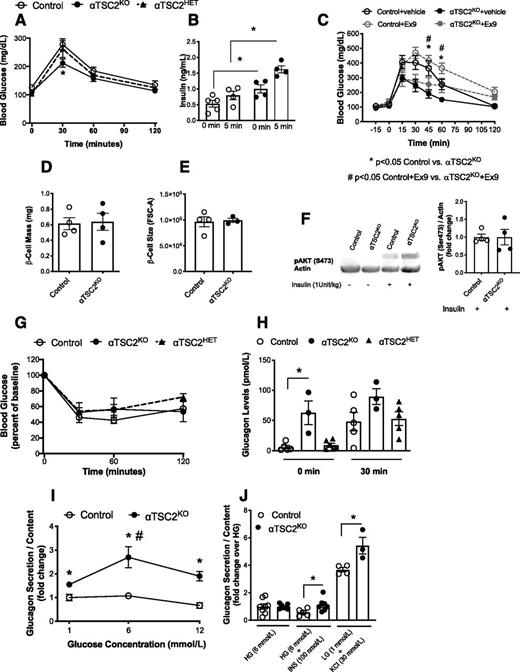 Figure 3. αTSC2KO mice display improved glucose tolerance and increased insulin secretion. A: Glucose tolerance test (2 g/kg body wt) in 2-month-old mice (n = 5–8). B: Insulin levels at 0 and 5 min post–glucose administration (2 g/kg body wt) in 2-month-old mice (n = 4–5). C: Glucose tolerance test (2 g/kg body wt) in 2-month-old control (n = 3–4) and αTSC2KO (n = 6) mice with preadministration of Ex9 (50 μg/kg, 15 min prior to glucose injection) or vehicle (saline). Quantification of β-cell mass (D) and β-cell size (E) in 2-month-old mice (n = 3–4). The size of live glucagon (Fig. 2F) and insulin-positive cells (E) from dispersed islets was analyzed by flow cytometry and quantified by forward scatter area (FSC-A). F: Western blot and quantification showing hepatic insulin sensitivity measured by phosphorylated AKT (pAkt) (Ser473) after insulin administration in vivo (1 unit/kg) (n = 4 mice/group). Blood glucose response to ITT (0.75 units/kg body wt) (G) and glucagon response to ITT (0.75 units/kg body wt) (H) at 2 months (n = 3–6). Changes in blood glucose levels in response to insulin administration were reported as % change from 0 time point/baseline. I: Glucagon response from isolated islets to increasing glucose concentrations (n = 5–6 mice). J: Glucagon response from isolated islets to exogenous insulin (100 nmol/L) and KCl (30 mmol/L) (HG = 6 mmol/L glucose, LG = 1 mmol/L glucose; n = 3–8 mice). For A, G, and H, data are shown as means ± SEM; *P < 0.05 (one-way ANOVA with Dunnett posttest). For C, data are shown as means ± SEM; *P < 0.05 (two-way ANOVA with Tukey posttest). For B, D–F, I, and J, data are shown as means ± SEM; *P < 0.05 (Student two-tailed t test).