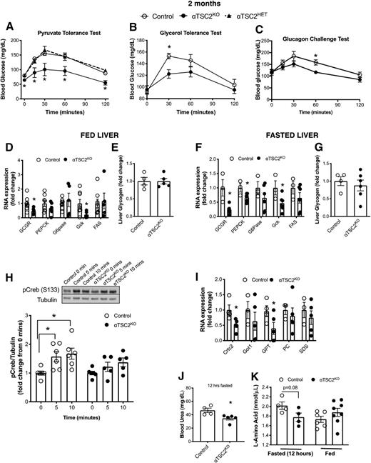 Figure 4. αTSC2KO mice have decreased hepatic glucagon-induced GCGR signaling. A: Pyruvate tolerance test (2 g/kg) in 2-month-old mice after 16-h fast (n = 3–6). B: Glycerol tolerance test (2 g/kg) in 2-month-old mice after 6-h fast (n = 6–10). C: Glucagon challenge test (100 μg/kg) in 2-month-old mice after 6-h fast (n = 4–6). Fed liver mRNA levels of GCGR, PEPCK, G6Pase, Gck, and FAS (n = 5–8) (D) and liver glycogen content (n = 4–5) (E). Fasted liver mRNA levels of GCGR PEPCK, G6Pase, Gck, and FAS (n = 3–6) (F) and liver glycogen content (n = 4–6) (G). H: Exogenous glucagon (100 μg/kg) was directly injected into the portal vein of fasted control and αTSC2KO anesthetized mice. pCREB (Ser133) in liver lysates collected at baseline (fasted, 0 min) and 5 and 10 min post–glucagon injection. I: Fasted liver mRNA levels of Crtc2, glutamate oxaloacetate transaminase (Got1), GPT, pyruvate carboxylase (PC), and serine dehydratase (SDS) (n = 4–5). J: Fasted blood urea levels in 2-month-old mice (n = 4–5). K: Circulating l-amino acid levels in fasted (12 h) and fed mice (n = 4–8). Data for A are shown as means ± SEM; *P < 0.05 (one-way ANOVA with Dunnett posttest). Data for B–K are shown as means ± SEM; *P < 0.05 (Student two-tailed t test). hrs, hours.