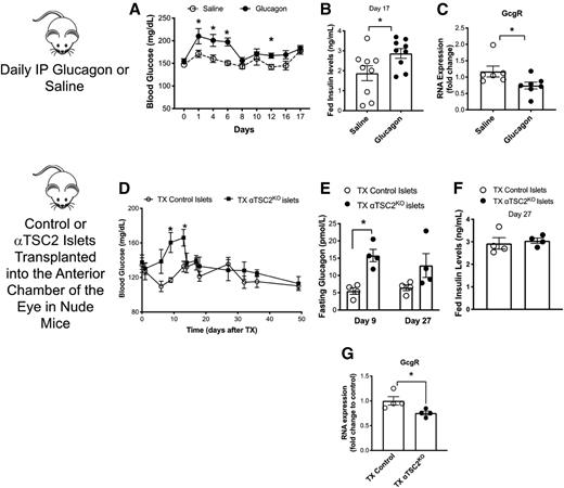 Figure 5. Transient and repetitive hyperglucagonemia induces glucagon resistance in wild-type mice. Fed glucose levels (A) and fed insulin levels (B) on day 17 after daily IP administration of glucagon (100 μg/kg) or saline (n = 9). C: Hepatic GCGR RNA expression levels in wild-type mice after daily IP administration of glucagon (100 μg/kg) or saline for 17 days (n = 6–7). Fed glucose levels (n = 4) (D), fasting glucagon levels (4 h) on day 9 and day 27 after transplantation (n = 4) (E), fed insulin levels on day 27 (n = 4) (F), and hepatic GCGR RNA expression levels (G) in nude mice transplanted with islets from αTSC2KO or control mice into the anterior chamber of the eye (n = 4). Data are shown as means ± SEM. *P < 0.05 (Student two-tailed t test). TX, transplantation.