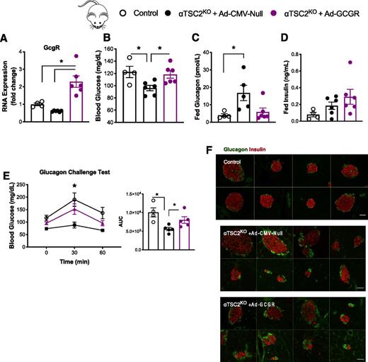 Figure 6. Overexpression of the hepatic GCGR in αTSC2KO mice normalizes blood glucose levels and glucagon tolerance. Hepatic GCGR RNA expression levels 8 days after adenovirus administration (A) and fed glucose levels (B), fed glucagon levels (C), and fed insulin levels (D) in control, αTSC2KO+Ad-GCGR, and αTSC2KO+Ad-CMV-Null (control virus) mice 4 days after adenovirus administration (n = 4–6). E: Blood glucose response curve and area under the curve (AUC) after glucagon challenge test (100 μg/kg) in control, αTSC2KO+Ad-GCGR, and αTSC2KO+Ad-CMV-Null (control virus) mice (n = 4–5) 6 days after adenovirus administration. F: Glucagon and insulin staining in pancreas sections (scale bar, 50 μm). Data are shown as means ± SEM. *P < 0.05 (one-way ANOVA with Tukey posttest).