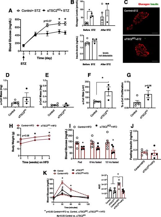 Figure 7. Hyperglycemia after STZ and HFD-induced glucose intolerance is reduced in αTSC2KO mice. A: Fed blood glucose from day 0 to day 7 after single IP dose of 150 mg/kg STZ (n = 3–5). B: Circulating glucagon and insulin levels before (day 0) and 7 days after STZ (n = 3–5). C: Immunofluorescent images representing insulin (green) and glucagon (red) in pancreas sections from control and αTSC2KO mice treated with STZ (scale bar, 50 μm). α-Cell (D) and β-cell (E) mass of mice after STZ (n = 3–5). α-Cell size (F) and α-cell proliferation (G) after STZ (n = 3–5). H: Body weight change after 4 weeks of HFD (n = 3–5). I: Blood glucose levels from fed and fasted (6 h and 12 h) 2-month-old mice after 4 weeks of HFD (n = 4–6). J: Fasted insulin levels after 4 weeks of HFD (n = 4–5). K: Glucose tolerance test (2 g/kg body wt) and area under the curve (AUC) in 2-month-old mice control and αTSC2KO mice on chow diet or after 4 weeks of HFD (n = 5–8). For A–J, data are shown as means ± SEM; *P < 0.05 (Student two-tailed t test). For K, data are shown as means ± SEM; *P < 0.05 (two-way ANOVA with Tukey posttest). hrs, hours.