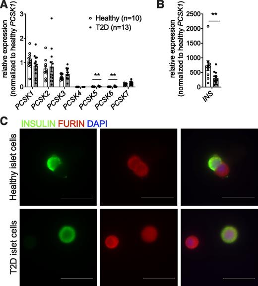 Figure 1. FURIN is highly expressed in human islets. A: Quantitative RT-PCR analysis of seven closely related PCs in islets from healthy human donors (n = 10) vs. donors with T2D (n = 13). Data are normalized to PCSK1 expression in healthy islets, and 18S was used as a housekeeping gene. **P < 0.01. B: INS gene expression in this cohort, normalized to healthy PCSK1 expression. **P < 0.01. C: Immunofluorescence of dispersed human islets from healthy donors or donors with T2D (n = 1 for each group). FURIN (red) is expressed in insulin-expressing β-cells (green) and non–β-cells. Scale bars, 25 μm.