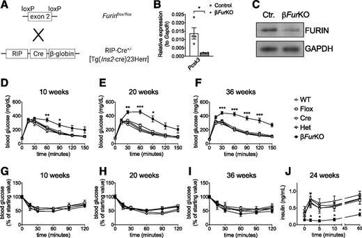 Figure 2. βFurKO mice show progressive glucose intolerance and impaired GSIS. A: Schematic of the breeding strategy. Mice in which the essential exon 2 of the Pcsk3 gene is flanked by loxP sites (Furinflox/flox) are crossed with RIP-Cre+/− mice (21). The latter mouse model does not have the hGH minigene as expression enhancer and instead has a rabbit β-globin intron and polyadenylation signal (21). Schematic created with BioRender. B: Quantitative RT-PCR analysis of Pcsk3 expression in islets from βFurKO or control (Furinflox/flox) mice (n = 4 per genotype). *P < 0.05 determined by unpaired Student t test with Welch’s correction. C: Western blot for FURIN in βFurKO or control (Furinflox/flox) mice; GAPDH was used as a loading control. D–F: Intraperitoneal glucose tolerance tests on male βFurKO and control mice at 10 (n = 6–17 mice per group) (D), 20 (n = 5–15 mice per group) (E), and 36 weeks of age (n = 4–12 mice per group) (F). G–I: Intraperitoneal insulin tolerance tests on male βFurKO and control mice at 10 (G), 20 (H), and 36 weeks of age (I). J: Male βFurKO and control mice 24 weeks of age were injected with a single bolus of 3 mg/g BW d-glucose, and insulin levels were measured at indicated time points (n = 5–16 mice per group). D–J: *P < 0.05, **P < 0.01, ***P < 0.001 determined by two-way repeated measures ANOVA. All data are presented as mean ± SEM. Wild type (WT), RIP-Cre−/− Furinwt/wt; Flox, RIP-Cre−/− Furinflox/flox; Cre, RIP-Cre+/− Furinwt/wt; Het, RIP-Cre+/− Furinflox/wt; and βFurKO, RIP-Cre+/− Furinflox/flox mice.