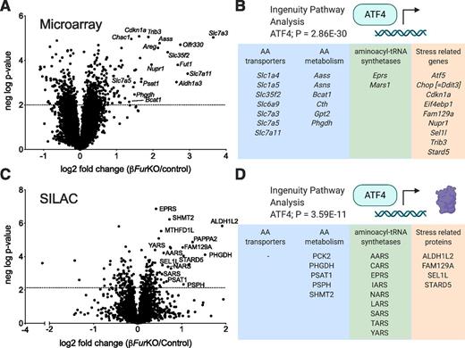 Figure 4. Whole-genome expression and quantitative proteomic analyses of βFurKO islets reveal a significant upregulation of ATF4 targets. A: Volcano plot showing differentially expressed genes in βFurKO vs. control islets (n = 4 male mice per group). Negative log P value = 2 was arbitrarily set as cutoff (dotted line). B: IPA of mRNA expression data predict activation of ATF4 (P = 2.86E–30). Many of the genes downstream of ATF4 can be classified into four different groups: AA transporters, AA metabolism genes, aminoacyl-tRNA synthetases, and stress-related genes. A full gene list can be found in Supplementary Table 1. Image created with BioRender. C: Volcano plot showing differentially expressed proteins in βFurKO vs. control islets (n = 4 male mice per group), as quantified by SILAC. Negative log P value was calculated to be 2.13682 after multiple hypothesis correction and was set as a cutoff (dotted line). D: IPA of SILAC data predicts activation of ATF4 (P = 3.59E–11); downstream protein targets are classified in the same groups as above. A full protein list can be found in Supplementary Table 4. Image created with BioRender.
