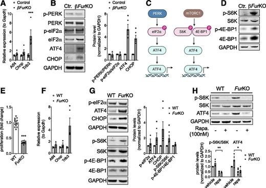 Figure 5. Furin knockout islets and β-cell lines exhibit mTORC1-dependent activation of ATF4. A: Quantitative RT-PCR (qRT-PCR) analyses of the mRNA levels of Atf4 and target genes Chop and Trib3 in whole-islet lysates from control and βFurKO mice. ***P < 0.001 determined by one-way ANOVA. B: Immunoblot analyses and quantification of phosphorylated PERK (p-PERK), total PERK, p-eIF2α, total eIF2α, ATF4, and CHOP protein levels in whole-islet lysates. p-PERK/PERK, p-eIF2α/eIF2α, ATF4, and CHOP signals were normalized to GAPDH. Data represent the mean of three independent experiments. *P < 0.05 determined by one-way ANOVA. C: Mechanisms that increase ATF4 translation and ATF4-dependent gene expression. Created with BioRender. D: Immunoblot analyses of p-S6K and p–4E-BP1 protein levels in whole-islet lysates from control and βFurKO mice. E: Cell proliferation measured with a WST-1 colorimetric assay in control and Furin knockout βTC3 cells. Data are expressed as fold change over control cells and are the mean ± SEM of three independent experiments using three different clones. ***P < 0.001 determined by unpaired Student t test. F: qRT-PCR analyses of Atf4, Chop, and Trib3 mRNA levels in whole βTC3 lysates. *P < 0.05 determined by one-way ANOVA. G: Immunoblot analyses of p-eIF2α, ATF4, CHOP, p-S6K, total S6K, p–4E-BP1, and total 4E-BP1 protein levels in whole βTC3 lysates. Quantification of three to four independent experiments is shown on the right. *P < 0.05 determined by one-way ANOVA. H: Immunoblot analyses of p-S6K, total S6K, and ATF4 protein levels in whole-cell lysates from βTC3 cells treated either with vehicle (0.01% DMSO) or 100 nmol/L rapamycin for 16 h. Quantification of four independent experiments is shown below. *P < 0.05, **P < 0.01 determined by one-way ANOVA. For immunoblot analyses, GAPDH was used as the loading control. For qRT-PCR analyses, values were normalized to Gapdh expression, and data are represented as mean ± SEM (n = 3–5 per group).