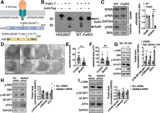 Figure 6. Loss of Furin impairs Ac45 and PRR processing or shedding in βTC3 cells and disrupts lysosomal acidification in βFurKO islets. A: Schematic illustration of the V-ATPase proton pump, with Ac45 and PRR protein structures highlighted. FURIN and SKI-1 cleavage sites are indicated by arrows. Indicated residues are for the mouse proteins. SP, signal peptide; L1, luminal domain 1; L2, luminal domain 2; TM, transmembrane domain; C, C-terminal domain; S, soluble domain; L, luminal domain; SKI-1, subtilisin kexin Isozyme-1. Image created with BioRender. B: HEK293T and βTC3 (wild-type [WT] and FurKO) cells were transfected with a Flag-tagged Ac45 construct. Western blot of HEK293T cell lysate before and after N-glycosidase F (N-glyc F) treatment, with the processed form (24 kDa) appearing only after deglycosylation (left). Western blot of βTC3 cell lysate, WT and Furin knockout (FurKO), both treated with N-glyc F (βTC3 cells) (right). The indicated positions of proAc45 and Ac45 correspond to the predicted molecular weight of the deglycosylated peptide backbone (46 and 24 kDa, respectively; black arrows). C: Full length (fl) and soluble (s) PRR levels in the lysate (upper panel) and conditioned medium (lower panel) of FurKO and WT βTC3 cells. Quantifications on the right show three independent experiments. ***P < 0.001 determined by one-way ANOVA. D: Immunogold electron microscopy on lysosomes using protein A conjugated to 15 nm of colloidal gold on sections of 3-(2,4-dinitroanilino)-3′amino-N-methyldipropylamine–incubated islets from control and βFurKO mice. Scale bar, 50 nm. E–F: Number of gold particles per lysosome (E) and lysosomal area (µm2) (F) in control and βFurKO islets (n = 20–21 lysosomes). ***P < 0.001 determined by unpaired Student t test with Welch’s correction. G: Western blot for phosphorylated S6K (p-S6K), total S6K, p-4E-BP1, total 4E-BP1, and ATF4 in βTC3 cells incubated with the V-ATPase inhibitor bafilomycin A1 (50 nmol/L final concentration) for 24 h. GAPDH was used as a loading control. Quantification for three independent experiments is included. **P < 0.01, ***P < 0.001 determined by two way ANOVA with post hoc Bonferroni’s multiple comparisons test. H: Western blot analysis of p–4E-BP1/4E-BP1, p-S6K/S6K, and ATF4 in βTC3 cells that were subjected to Atp6ap1/Ac45 knockdown by siRNA. Quantification of four independent experiments is shown. Signals were normalized to GAPDH. *P < 0.05 determined by two-way ANOVA with post hoc Bonferroni multiple comparisons test. I: Western blot analysis of p–4E-BP1/4E-BP1, p-S6K/S6K, and ATF4 in βTC3 cells that were subjected to Atp6ap2/Prr knockdown by siRNA. Quantification of three independent experiments is shown. Signals were normalized to GAPDH.