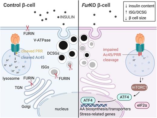 Figure 7. Schematic overview of phenotypes in β-cells lacking Furin. FURIN is a PC concentrated in the trans-Golgi network (TGN) and cycles through a complex trafficking circuit that involves several TGN/endosomal compartments and the cell surface. In (neuro)endocrine cells, FURIN is also present in insulin-containing immature secretory granules (ISGs) and is removed and returned to the TGN before ISGs mature to dense-core secretory granules (DCSGs). β-cells lacking Furin (FurKO) show reduced cleavage of Ac45 and PRR, essential subunits of the V-ATPase proton pump, resulting in reduced acidification of intracellular organelles (e.g., lysosomes). FurKO cells induce an expression program that involves AA biosynthesis enzymes and transporters and stress-related genes. This program is induced by an mTORC1-ATF4 axis in an eIF2α-independent manner. FurKO cells show an increased ratio of ISG to DCSG, are smaller, and exhibit reduced insulin content, resulting in impaired glucose tolerance in the whole organism. Image created with BioRender.