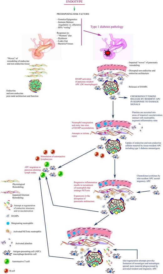 Figure 1. Proposed model for T1D pathogenesis. It is possible that an obesogenic diet combined with genetic susceptibility may promote dysbiosis of the microbiome and gut leakage, resulting in pathologic accumulation and translocation of bacteria and/or viruses (including potential reactivation of endogenous retrovirus elements) that indirectly incites a wave of β-cell apoptosis. In the process, the vasculature could be damaged, and an attempt at remodeling of the vasculature could be occurring, resulting in changes in blood vessel diameter and thereby affecting shear flow, which would facilitate the recruitment of platelets at sites of high shear as well as those exhibiting shear stress–dependent and/or –independent endothelial damage. As these events unfold, DAMPs would be sensed by neutrophils, which then accumulate inside the pancreatic tissue following arrest at P-selectin+ cell regions. The formation of platelet-neutrophil aggregates activates neutrophils to release NETs and promotes neutrophil extravasation. NETosis would be expected at this time, activating tissue-resident APCs, which would then migrate in the pancreatic lymph nodes and prime β-cell-reactive T cells. HPA, hypothalamic-pituitary axis.