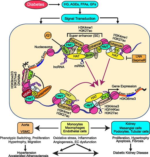 Epigenetic Mechanisms in Diabetic Vascular Complications and Metabolic ...