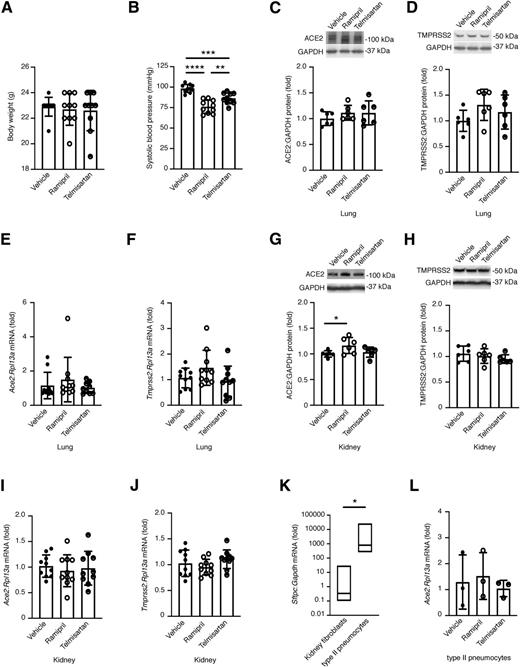 Figure 3. RAS blockade has minimal effect on lung and kidney ACE2 and TMPRSS2 in young otherwise healthy mice. Male C57BL/6N mice aged 7–8 weeks were randomly allocated to receive standard drinking water or the ACE inhibitor ramipril (10 mg/kg/day) or the AT1 receptor blocker (ARB) telmisartan (3 mg/kg/day) for 1 week. A: Body weight (n = 10/group). B: SBP (n = 10/group). C and D: Immunoblotting for ACE2 and TMPRSS2 in mouse lungs (n = 6/group). E and F: qRT-PCR for Ace2 and Tmprss2 in mouse lungs (n = 10/group, except Ace2 in C57BL/6N + telmisartan where n = 9). G and H: Immunoblotting for ACE2 and TMPRSS2 in mouse kidneys (n = 6/group). I and J: qRT-PCR for Ace2 and Tmprss2 in mouse kidneys (n = 10/group). K: qRT-PCR for the type II pneumocyte marker Sftpc in primary mouse lung type II pneumocytes compared with a control cell not expected to express Sftpc (kidney fibroblasts) (n = 3/group). L: qRT-PCR for Ace2 in primary type II pneumocytes (n = 3/group). Data are mean ± SD, except in panel K, which shows median, maximum, and minimum. *P < 0.05, **P < 0.01, ***P < 0.001, ****P < 0.0001 by one-way ANOVA followed by Fisher least significant difference post hoc test for more than two groups or two-tailed Student t test for two-group comparison.