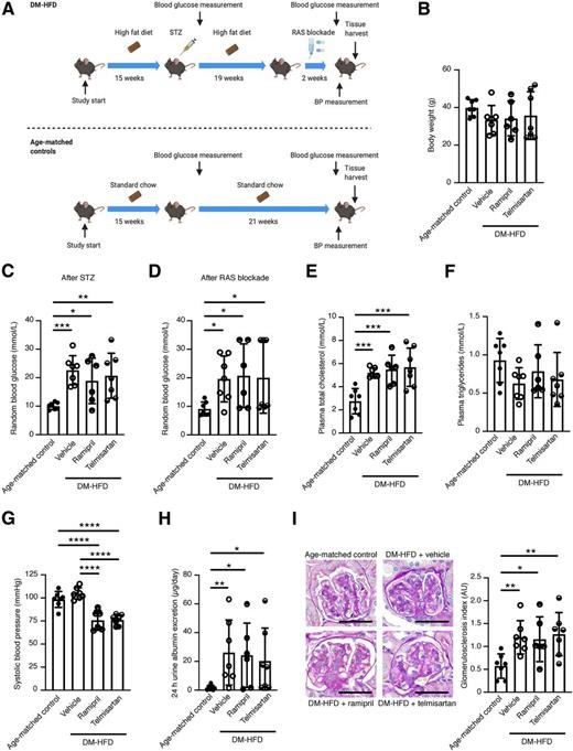 Figure 4. Phenotypic characterization of male aged, DM-HFD mice. A: Timeline for DM-HFD mouse generation. Mice were fed an HFD for 15 weeks, received an intraperitoneal injection of STZ (90 mg/kg), and were maintained on an HFD for a further 19 weeks before receiving ramipril (10 mg/kg/day) or telmisartan (3 mg/kg/day) in drinking water or drinking water alone for 2 further weeks. Male age-matched controls were given standard chow and standard drinking water throughout the study period and did not receive STZ. Age-matched controls, n = 7; DM-HFD + vehicle, n = 7; DM-HFD + ramipril, n = 6; and DM-HFD + telmisartan, n = 7. B: Body weight. C: Blood glucose 2 weeks after STZ administration. D: Blood glucose 2 weeks after RAS blockade. E–H: Plasma cholesterol, plasma triglycerides, SBP, and urine albumin excretion at the end of the study period. I: Representative periodic acid Schiff–stained kidney sections (magnification ×400 [scale bars = 50 μm]) and semiquantitative glomerulosclerosis index. Data are mean ± SD. *P < 0.05, **P < 0.01, ***P < 0.001, ****P < 0.0001 by one-way ANOVA followed by Fisher least significant difference post hoc test (C, E, G, and I) or Kruskal-Wallis test with Dunn posttest (D and H). AU, arbitrary unit; BP, blood pressure.