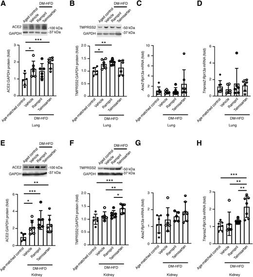Figure 5. Lung and kidney ACE2 are upregulated in male aged, DM-HFD mice, and kidney TMPRSS2 expression is increased in telmisartan-treated DM-HFD mice. Ramipril (10 mg/kg/day) or telmisartan (3 mg/kg/day) were dosed to aged, DM-HFD mice for 2 weeks. A and B: Immunoblotting for ACE2 and TMPRSS2 in mouse lungs (n = 6/group). C: qRT-PCR for Ace2 in mouse lungs. Age-matched controls, n = 7; DM-HFD + vehicle, n = 6; DM-HFD + ramipril, n = 6; and DM-HFD + telmisartan, n = 7. D: qRT-PCR for Tmprss2 in mouse lungs. Age-matched controls, n = 7; DM-HFD + vehicle, n = 6; DM-HFD + ramipril, n = 6; DM-HFD + telmisartan, n = 6. E and F: Immunoblotting for ACE2 and TMPRSS2 in mouse kidneys (n = 6/group). G: qRT-PCR for Ace2 in mouse kidneys. Age-matched controls, n = 7; DM-HFD + vehicle, n = 6; DM-HFD + ramipril, n = 5; and DM-HFD + telmisartan, n = 7. H: qRT-PCR for Tmprss2 in mouse kidneys. Age-matched controls, n = 7; DM-HFD + vehicle, n = 6; DM-HFD + ramipril, n = 6; and DM-HFD + telmisartan, n = 7. Data are mean ± SD. *P < 0.05, **P < 0.01, ***P < 0.001 by one-way ANOVA followed by Fisher least significant difference post hoc test.