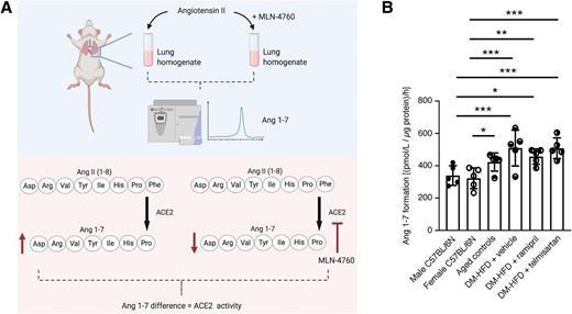 Figure 7. Lung ACE2 activity is increased in aged, DM-HFD mice and is unaffected by RAS blockade. Mice were fed an HFD for 15 weeks, received an intraperitoneal injection of STZ (90 mg/kg), and were maintained on an HFD for a further 19 weeks before receiving ramipril (10 mg/kg/day) or telmisartan (3 mg/kg/day) in drinking water or drinking water alone for 2 further weeks. Male age-matched controls were given standard chow and standard drinking water throughout the study period and did not receive STZ. Male C57BL/6N and female C57BL/6N mice were 9 weeks of age and had received standard chow and standard drinking water. A: Schematic illustrating the method for determination of lung ACE2 activity by LC-MS/MS. B: Lung ACE2 activity (n = 5/group). Data are mean ± SD. *P < 0.05, **P < 0.01, ***P < 0.001 by one-way ANOVA followed by Fisher least significant difference post hoc test.