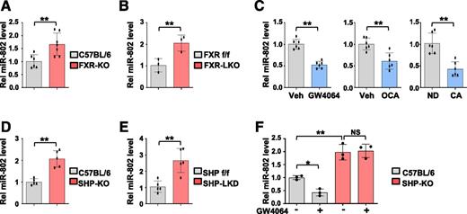 Figure 1. Hepatic miR-802 expression is potentially regulated by FXR and SHP. A and B: Hepatic miR-802 levels from control C57BL/6 (n = 6) and FXR-KO (n = 7) mice (A), and FXR-flox (n = 3) and FXR-LKO (n = 3) mice (B). C: Hepatic miR-802 levels from C57BL/6 mice treated with GW4064 or Veh for 6 h (left), treated with OCA daily for 1 week (middle), or fed chow containing 0.5% cholic acid or ND for 6 h (right). (n = 6). D: Hepatic miR-802 levels from control C57BL/6 and SHP-KO mice (n = 5). E: Hepatic miR-802 levels in SHP-flox mice infected with AAV-TBG-GFP (SHP f/f) or control AAV-TBG-Cre to downregulate hepatic SHP (SHP-LKD) (n = 5). F: Hepatic miR-802 levels from C57BL/6 or SHP-KO mice treated with Veh or GW4064 for 6 h (n = 3). The mean and SD are plotted. Statistical significance was determined by the Student t test (A–E) or two-way ANOVA (F) (n = 3–7). *P < 0.05, **P < 0.01. CA, cholic acid; f/f, floxed; LKO, liver-specific KO; ND, normal chow diet; NS, not significant; Rel, relative; Veh, vehicle.