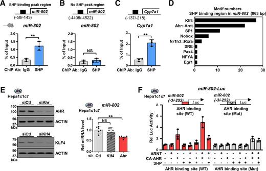 Figure 2. SHP inhibits AHR transactivation of miR-802 gene expression. A and B: Occupancy of SHP at miR-802 in the SHP binding region (−58/−143) (A) or at sequence outside of the region (−4408/−4522) (B) and at Cyp7a1 (C). D: Potential binding sites for transcription factors in the SHP binding region (chr16:93369637–93370499) in miR-802 were analyzed by the JASPAR program. The motif scores for potential binding motifs for the indicated factors are plotted. E: Hepa1c1c7 cells were transfected with siRNA for KLF4 or AHR for 48 h, and protein levels of AHR and KLF4 were determined by immunoblotting (left) and miR-802 levels by RT-qPCR (right, n = 6). F: Hepa1c1c7 cells were transfected with the indicated plasmids, and 2 days later, luciferase and β-galactosidase activities were measured. Luciferase activity normalized to β-galactosidase activity is plotted (n = 3). A–C, E, and F: The mean and SD are plotted. Statistical significance was determined by Student t test (A–C) or one-way ANOVA (E). **P < 0.01. Ab, antibody; Ctl, control; Luc, luciferase; mut, mutated; Rel, relative; si, small interfering; WT, wild type.