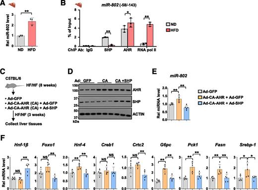Figure 4. Changes in binding of AHR and SHP are associated with increased expression of miR-802 in obese mice. A and B: C57BL/6 mice were fed an ND or HFD for 12 weeks (n = 3). Levels of miR-802 determined by RT-qPCR (A) and factor occupancy at miR-802 determined by ChIP (B). C–F: Mice were fed a high-fat and high-fructose diet for 8 weeks and infected with the indicated adenovirus (n = 5). C: Experimental scheme. D: Levels of the indicated proteins in three mice/group determined by immunoblotting. E and F: Levels of hepatic miR-802 (E) or mRNAs of the indicated genes (F). A, B, E, and F: The mean and SD are plotted. Statistical significance was determined by the Student’s t test (A), one-way ANOVA (E and F), or two-way ANOVA (B), SD (n = 3–5), *P < 0.05, **P < 0.01. Ab, antibody; CA, cholic acid; HF/HF, high fat/high fructose; HFD, high-fat diet; ND, normal diet; Rel, relative.