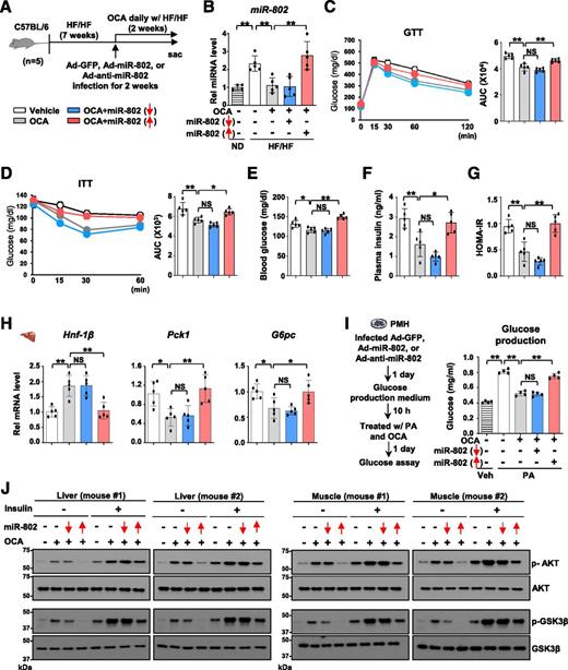 Figure 5. In obese mice, OCA-mediated beneficial effects on glucose metabolism were largely abolished by overexpression of miR-802. A–H: Mice were fed HF/HF diet for 7 weeks and infected with adenovirus expressing miR-802, antisense RNA for miR-802, or control virus, and OCA or Veh was administrated daily by oral gavage for 2 weeks. A: Experimental scheme. B: Levels of hepatic miR-802. C: GTT and AUC (right). D: ITT and AUC (right). E: Blood glucose levels. F: Plasma insulin levels. G: HOMA-IR index. H: Levels of the mRNAs for the indicated genes involved in glucose metabolism. I: PMHs were infected with Ad-miR802, Ad-antisense–miR-802, or control virus for 24 h and then, PA (300 μmol/L) and OCA (10 μmol/L) were added. After 24 h, glucose production was measured as described in research design and methods. J: Dietary obese mice that had been infected with adenovirus and administered OCA as described (Fig. 5A) and were treated with Veh or insulin (0.25 units/kg) for 10 min before sacrifice. Levels of the indicated proteins in liver and muscle extracts in two mice measured by immunoblotting. B–I: The mean and SD are plotted. Statistical significance was determined by one-way ANOVA, SD (n = 5). *P < 0.05, **P < 0.01. Ad, adenovirus; AUC, area under the curve; GTT, glucose tolerance test; HF/HF, high fat/high fructose; IR, insulin resistance; ITT, insulin tolerance test; ND, normal diet; PA, palmitic acid; Rel, relative; sac, sacrifice; Veh, vehicle.