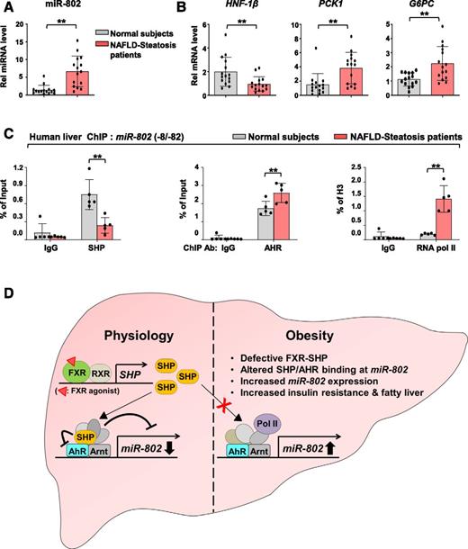 Figure 7. In patients with NAFLD, changes in binding of SHP and AHR at the miR-802 promoter were correlated with elevated miR-802 expression. A–C: Liver samples from 15 normal individuals or 15 patients with NAFLD-associated steatosis were analyzed. C: For the liver ChIP, three individual samples were randomly combined to produce five pooled samples. A: Levels of miR-802. B: Levels of mRNAs for HNF-1β, PCK1, and G6PC. C: Occupancy of SHP, AHR, or RNA pol II at the miR-802 promoter determined by ChIP. The mean and SD are plotted. Statistical significance was determined by Student t test (A and B, n = 15 individuals) or two-way ANOVA (C, n = 5 pooled samples). **P < 0.01. D: Model: (Left) Under physiological conditions, FXR-induced SHP is recruited to AHR-bound chromatin at the promoter of miR-802 and inhibits AHR activity, resulting in miR-802 gene repression. (Right) In obesity, decreased FXR-SHP transcription function leads to reduced SHP binding, reduced inhibition of AHR and, consequently, elevated hepatic expression of miR-802, which promotes insulin resistance and fatty liver. Ab, antibody; Rel, relative; RXR, retinoid X receptor.