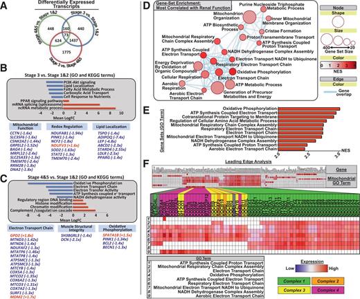 Figure 1. Skeletal muscle transcriptome in CKD progression in T2DM: RNA sequencing output detailing overall transcript and gene regulatory network differences across CKD stages. A: Venn diagram comparing the number of significantly differentially expressed genes per condition (stages 4 and 5 vs. stage 1: 448 differentially expressed transcripts; stage 3 vs. stages 1 and 2: 440 differentially expressed transcripts; stage 3 vs. stages 4 and 5: 1,775 differentially expressed transcripts). B and C: Selected GO terms and KEGG pathways from a larger list of top 25 down- and upregulated gene networks across stage-wise transcript analysis. Bar charts depict top downregulated (blue bars) or upregulated (red bars) gene networks, with their accompanying network label listed next to its corresponding bar (all GO terms listed have FDR Q < 0.05, and all KEGG terms have P < 0.05). Pathway up- or downregulation is expressed in mean log fold change (LogFC) units and was determined to be significant when compared with background log2 fold change for genes not contained within the network/pathway. Beneath are selected genes from either significant GO or KEGG pathways or with known mitochondrial regulatory functions that are differentially expressed, and the fold change is listed in parentheses next to the gene term. B: Comparison of middle-stage (stage 3) CKD muscle transcriptome with stage 1 and 2 (early CKD is the reference). Metabolic pathways, including PI3K-Akt signaling, lipid handling and localization, and tricarboxylic acid cycle were significantly downregulated in middle-stage CKD compared with early-stage disease. C: Comparison of late-stage CKD with stages 1 and 2 (early CKD is the reference). Oxidative phosphorylation and mitochondrial ATP synthesis components were significantly downregulated in late-stage CKD compared with early, with specific genes listed at the bottom. D: Selected GSEA map depicting biological gene networks most strongly correlated with renal function (eGFR). Circles/nodes indicate biological gene network (node size = number of genes within the network; red scale = NES [0–4, increasing value indicates that the pathway is more strongly enriched/positively related with renal function]; blue lines = individual genes belonging to multiple gene sets [all FDR Q < 0.05]). E: Top biological gene networks most strongly related to renal function (top NES scores, all FDR Q < 0.01). These include networks with considerable overlap in regulating mitochondrial respiration and ETC complex function and assembly. F: LEA of top gene sets (E), highlighting individual genes driving the enrichment of mitochondrial regulatory networks in relationship to renal function. Individual genes driving this relationship are confined to ETC complex subunits and assembly factors, predominately of complex 1 and complex 4.