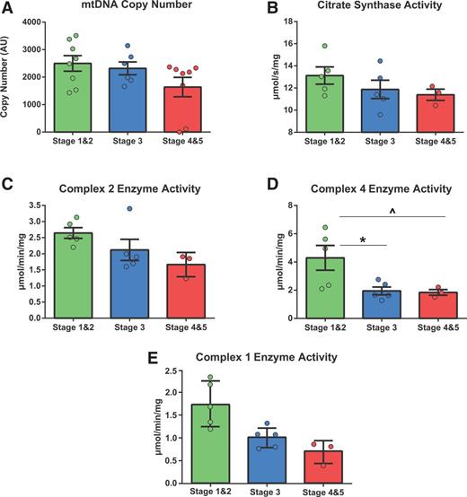 Figure 2. Mitochondrial enzymatic activity in CKD progression in T2DM: analysis of mitochondrial density, number, and ETC complex enzyme activity. A: mtDNA copy number (y-axis is unitless [one-way ANOVA F = 3, P = 0.07]) depicting no significant difference between CKD stage groups in mitochondrial abundance. B–D: The remaining analyses were performed on a 13-participant subset of samples (stages 1 and 2, n = 5; stage 3, n = 5; stages 4 and 5, n = 3). B: CS enzyme activity assessment. As in panel A, no significant differences were observed between groups (one-way ANOVA F = 1.2, P = 0.33). C: Mitochondrial ETC complex 2 (succinate dehydrogenase) enzyme activity, an assessment of complex 2–specific function in isolation. Although there appears to be a trend, there is no significant difference between CKD stage groups in complex 2 function (one-way ANOVA F = 3, P = 0.08). D: Mitochondrial ETC complex 4 (cytochrome oxidase) enzyme activity measured as in panel C (one-way ANOVA F = 5.1, P = 0.02). E: Mitochondrial ETC complex 1 (NADH) enzyme activity (one-way ANOVA F = 3.9, P = 0.06). *P < 0.05, post hoc test differences between stages 1 and 2 and stage 3; ^P < 0.05, post hoc test differences between stages 1 and 2 and stages 4 and 5. AU, arbitrary unit.