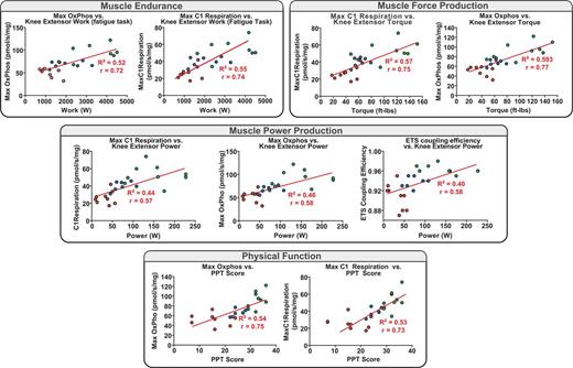 Figure 5. Mitochondrial coupling and oxidative function relationships to muscle performance and physical function. Pearson bivariate correlation plots depicting interrelationships among mitochondrial respiration states (complex 1 respiration [state 3-C1], maximal oxidative phosphorylation [Oxphos] [state 3-C1 +C2], ETS coupling efficiency [ETS capacity/E), knee extensor muscle performance (endurance/work over the fatigue task, force production/torque, power production), and physical function (PPT score). All depicted correlations are significant (P < 0.05). Knee extensor power was assessed as in Fig. 2 (120°/s isokinetic speed), with knee extensor torque measured in ft-lb (30°/s).