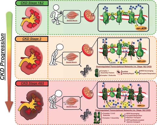 Figure 6. CKD stage and alterations to mitochondrial coupling and transcriptional regulation: schematic summary and compilation of the findings of this study demonstrating, for the first time, the potential temporal impact of CKD stage transitions (from early to middle and late stages of disease) on skeletal muscle mitochondrial ATP production machinery and transcriptional regulation and its translational impact on functional mobility in those with T2DM. ETC inlay: black arrows indicate proper proton (blue circles) and electron (yellow bursts) pumping and shuttling down the ETC, resulting in ATP production. Kinked red arrows indicate dysfunctional proton and electron pumping by the specific ETC complex. LEAK indicates slippage/backflow of electrons and protons through pore openings or dysfunctional ETC complexes. Early-stage CKD (stages 1 and 2) is characterized by relatively healthy and functional mitochondrial electron transport and coupled ATP production and healthy expression of metabolic transcriptional pathways, which adequately support functional mobility. Stage 3 CKD exhibits the first signs of downregulation in transcriptional networks governing ETC complex 1 assembly and function, ROS scavenging, mtDNA repair, and coupled respiration that combine to impair mitochondrial complex 1–mediated respiration, complex 4 respiration, and ETC-coupled ATP production. These subcellular changes promote early muscle weakness, reduced endurance, and impaired functional mobility. Stage 4 and 5 CKD (predialysis) are marked by more extreme alterations to the mitochondrial system because transcriptional networks governing the production of complex 1, 3, 4, and 5 subunits are all downregulated, while those regulating ROS scavenging and ATP-coupled electron transport are further reduced. This contributes to impairment in mitochondrial ATP production by complexes 1, 3, 4, and 5; increased mitochondrial LEAK/ROS production; and drastically hampered ETC-coupled ATP production. This ultimately induces severe muscle weakness and marked impairment in functional mobility at this stage of disease. Thus, while no causation is definitively proven, this study highlights the stage-specific mechanistic association of CKD on skeletal muscle metabolic transcriptome and accompanying mitochondrial ETC that dictate loss of functional mobility.
