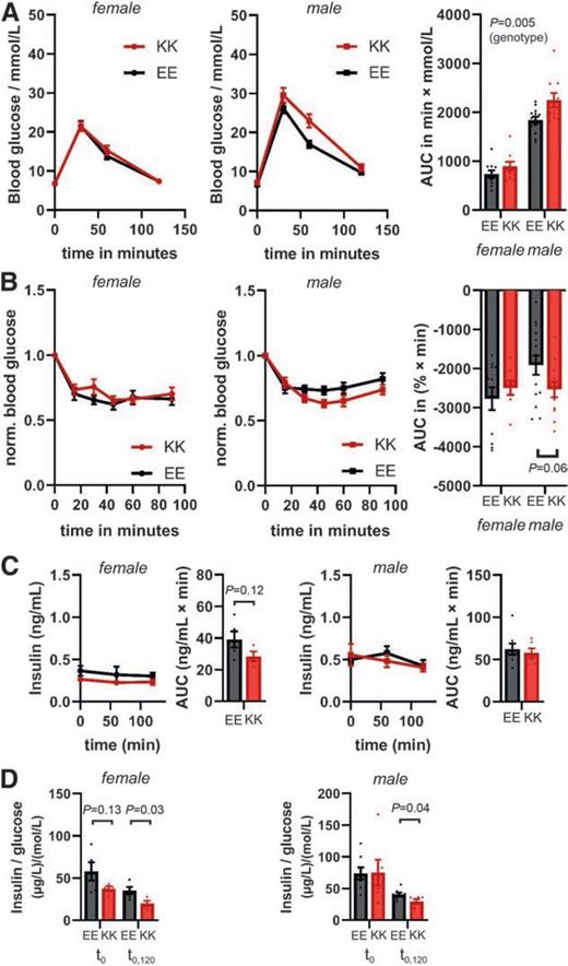 Figure 3. Glucose and insulin sensitivity on the SD. A: IPGTT for female (left) and male (middle) mice carrying two risk alleles (KK) or none (EE), at 12 weeks of age. Right, AUC. Statistical significance was analyzed using a mixed-model two-way ANOVA: P = 0.005 (genotype), P < 0.0001 (sex); no significant sex-genotype interaction. Number of mice: female EE, N = 10; female KK, N = 10; male EE, N = 13; male KK, N = 10. B: IPITT for female (left) and male (middle) EE and KK mice at 16 weeks of age. Right, AUC below baseline (normalized 4-h fasted glucose). In male mice, the AUC (in % × min) increased from 1,913 ± 244 for EE mice to 2,540 ± 197 for KK mice (P = 0.06, Welch t test). Number of mice: female EE, N = 11; female KK, N = 9; male EE, N = 15; male KK, N = 12. The analysis excluded animals that showed no glucose response to the insulin injection (one female EE, two female KK, two male KK, and three male EE). Insulin dose was adjusted to 0.75 IU/kgBW for female mice and 1.0 IU/kgBW for male mice to minimize risk of hypoglycemia. C: Plasma insulin concentrations measured during the IPGTT for female and male EE and KK mice. Mean AUCs are shown to the right of traces. Number of mice: female EE, N = 5; female KK, N = 4; male EE, N = 8; male KK, N = 6. The Welch t test was used to test for statistically significant differences. D: Mean plasma insulin-to-blood glucose ratios during the IPGTT for female and male EE and KK mice. Number of mice: female EE, N = 5; female KK, N = 4; male EE, N = 8; male KK, N = 6. t0 denotes the overnight fasted state, preinjection. Insulin-to-glucose ratios were calculated by dividing insulin concentrations (t0) or AUC (t0,120) by their corresponding blood glucose values for each animal. Data were then averaged. Female insulin-to-glucose (t0,120): EE, 35.1 ± 4.3 (µg/L)/(mol/L); KK, 20.1 ± 3.1 (µg/L)/(mol/L) (P = 0.03). Male insulin-to-glucose (t0,120): EE, 40.6 ± 2.8 (µg/L)/(mol/L); KK, 29.5 ± 3.7 (µg/L)/(mol/L) (P = 0.04). The Welch t test was used to test for statistically significant differences. Data points correspond to individual animals. Error bars = SEM. Some error bars are smaller than the symbol. Underlying data are available online (DOI: 10.6084/m9.figshare.12272873).