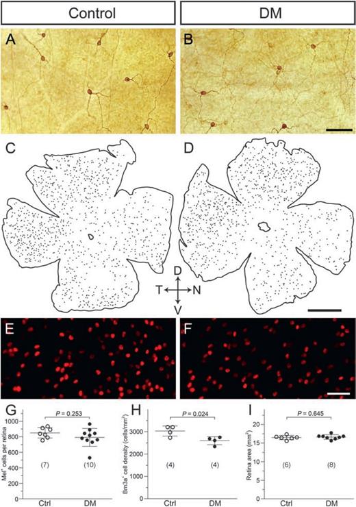 Figure 1. DM did not cause loss of M1 ipRGCs but reduced density of conventional GCs. A and B: Representative photomicrographs captured from a small area within whole-mount retinas stained by enhanced immunohistochemistry with a melanopsin antibody (PA1-780) preferentially labeling M1 ipRGCs in control and DM mice. Focal planes lie in the GCL. C and D: Whole-retina mapping of immunostained cells shown in A and B; each dot represents a melanopsin-immunoreactive soma. E and F: Representative images showing Brn3a-positive conventional GCs in whole-mount retinas collected from control (E) and DM (F) mice. G: No significant difference was detected in whole-retina melanopsin-positive (Mel+) cell number between control and DM mice. H: DM led to a significantly lower density of Brn3a-positive GCs. I: Retinal areas did not differ significantly in DM mice. Sample sizes are given in parentheses. Scale bar = 100 μm in B and F and 1 mm in D. Ctrl, control; D, dorsal; N, nasal; T, temporal; V, ventral.
