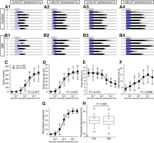 Figure 6. DM did not alter overall melanopsin-based retinal outputs. A1–B4: Representative raster plots of spiking activity in response to a series of full-field, 480-nm light pulses with increasing intensity (blue bars), which were obtained from one control (A1–4) and one DM (B1–4) retina through MEA recording. Each trace represents the spike train from a clearly distinguishable single unit identified by offline spike sorting. Photoresponses were recorded in the presence of the glutamatergic cocktail and typical of melanopsin-based activity, being sluggish and persistent. C–F: Group data comparing I–R functions of four major parameters (total spike number during stimulation, peak firing rate, peak latency, and half decay time) of melanopsin-based light response between control and DM retinas. No significant changes in any of these parameters were detected in DM mice. G: Michaelis-Menten equation-fitted I–R curves on the basis of peak firing rate data. H: Box plot showing no significant difference in photoresponse threshold between control and DM retinas. Sample sizes are given in parentheses. Ctrl, control.