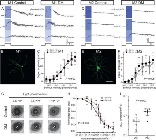 Figure 7. DM boosted melanopsin-based photoresponses of surviving M2 ipRGCs and impaired pupillary light reflex. A and D: Representative melanopsin-based light responses of M1 and M2 cells to an intensity series of full-field, 480-nm light pulses recorded in current-clamp mode in control and DM Opn4-tdTomato retinas in the presence of the glutamatergic cocktail. B and E: Confocal photomicrographs of whole-mount retinas showing M1 and M2 ipRGCs with typical dendritic branching characteristics revealed by neurobiotin included in the patch pipette. C and F: Comparison of I–R curves, derived from peak depolarization (Depol.) amplitudes, revealed that the melanopsin-based photoresponse was unchanged in M1 cells but significantly boosted in M2 cells by DM. G: Representative images of pupillary constriction from control and DM mice captured during 463-nm light pulses of various intensities. H: I–R curves of PLRs plotted on the basis of normalized pupil area as a function of light intensity in the control and DM groups. I: Mean light intensity required for half-maximal constriction (EC50) (extracted from the sigmoidal curve fits for each mouse) was significantly increased in the DM group. Scale bar = 100 μm. Sample sizes are given in parentheses. Ctrl, control.