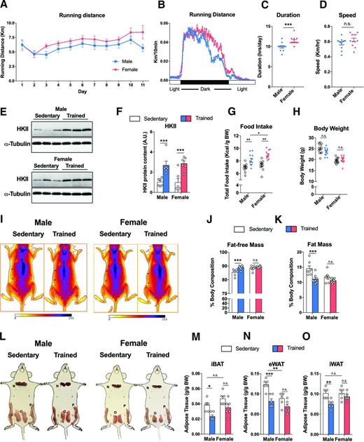 Figure 1. Exercise training decreases body weight and fat mass in male, but not female mice. Daily voluntary wheel running (VWR) distance (A) and daily frequency actogram (B) measured in male and female mice (n = 12–14/group). VWR indices such as duration (C) and speed (D) for male and female mice (n = 12–14/group). Representative immunoblots for HKII protein content in triceps muscle of sedentary (unfilled) and trained (colored) male and female (E) mice and relative quantification (F) (n = 6/group). Food consumption (G) and body weight (H) after 11 days in sedentary and trained male and female mice (n = 14/group). I: Representative DXA scans of sedentary and trained male (left) and female (right) mice; black arrows indicate subcutaneous fat depots. Relative quantification of fat-free (J) and fat (K) mass in sedentary and trained male and female mice (n = 7–8/group). Representative images (L) of three fat depots iBAT (M), eWAT (N), and iWAT (O) with relative adipose tissue mass weight in sedentary (unfilled) and trained (colored) male and female mice (n = 6–8/group). Data are expressed as mean ± SEM. n.s. indicates no significant difference. *P < 0.05; **P < 0.01; ***P < 0.001. A.U., arbitrary unit; BW, body weight.