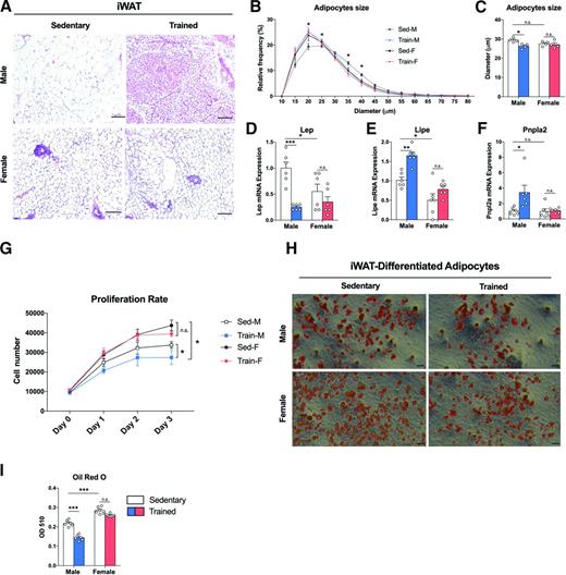 Figure 2. Exercise training is more effective in reducing fat mass in male than in female mice. Representative images of hematoxylin and eosin staining (A), cell size distribution (B), and average diameter (C) of iWAT in sedentary and trained male and female mice (n = 4 mice/group; calculated from 10 fields/mouse). Scale bars, 100 μm. mRNA expression of Leptin (Lep) (D), Lipe (E), and Pnpla2 (F) in iWAT of sedentary and trained male and female mice (n = 6/group). Cell proliferation rate of ASCs evaluated by MTS incorporation assay (G) (n = 6/group), representative images of sedentary and trained male and female mice differentiated ASCs (H) and quantitative Oil Red O staining of differentiated cells (I) (n = 6 mice/group). Scale bars, 100 μm. Data are expressed as mean ± SEM. n.s. indicates no significant difference. *P < 0.05; **P < 0.01; ***P < 0.001 as indicated. Sed-F, sedentary female; Sed-M, sedentary male; Train-F, trained female; Train-M, trained male.