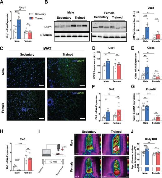 Figure 3. Exercise training induces beiging and thermogenesis in iWAT of male, but not female, mice. Ucp1 mRNA expression in iWAT (A) of sedentary (unfilled) and trained (colored) male and female mice (n = 6/group), representative images of UCP1 protein by Western blot (B), and epifluorescence microscopy (C) of sedentary and trained male (left) and female (right) mice with relative immunofluorescence intensity quantification (D) (n = 4/group; calculated from three fields/mouse). Scale bars, 50 μm. mRNA expression of beiging-related genes Cidea (E), Dio2 (F), Prdm16 (G), and Tle3 (H) in iWAT of sedentary and trained male and female mice (n = 6/group). Representative thermal images (I) for iWAT of sedentary and trained male (top) and female (bottom) mice with relative quantification of top 10% mean surface area temperature (J) (n = 9/group). Data are expressed as mean ± SEM. n.s. indicates no significant difference. *P < 0.05; **P < 0.01; ***P < 0.001 A.U., arbitrary unit; ROI, region of interest.