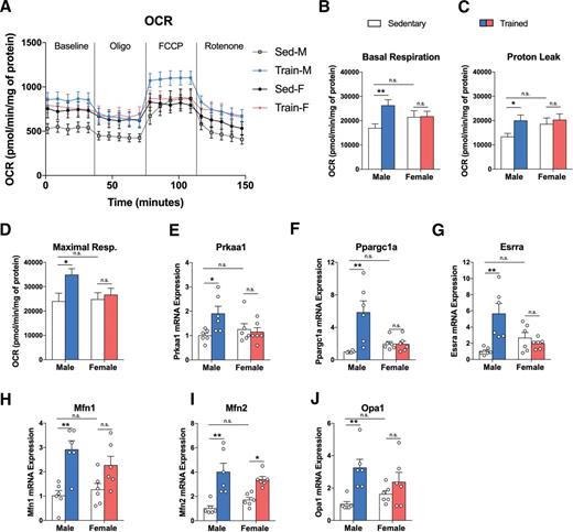 Figure 4. Exercise training increases OCR only in iWAT of male mice, altering mitochondrial biogenesis and dynamics. Change in OCR in iWAT (A) of sedentary and trained male and female mice, basal respiration (B), proton leak (C), and maximal respiration (Resp.) (D) (n = 6/group). mRNA expression of genes involved in mitochondrial biogenesis: Prkaa1 (E), Ppargc1a (F), and Esrra (G) (n = 6/group). mRNA expression of genes involved in mitochondrial fusion: Mfn1 (H), Mfn2 (I), and Opa1 (J) n = 6/group). Data are expressed as mean ± SEM, n.s. indicates no significant difference. *P < 0.05; **P < 0.01. FCCP, carbonyl cyanide-4-phenylhydrazone; Oligo, oligomycin; Sed-F, sedentary female; Sed-M, sedentary male; Train-F, trained female; Train-M, trained male.