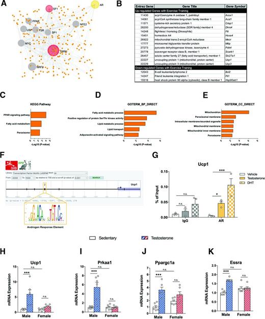 Figure 5. Exercise training increases the androgen receptor activity in iWAT of male mice. A–E: Network motif analysis by Network Analyst (A) on the most upregulated genes (FDR <0.01) with 11 days of voluntary wheel running in male iWAT (Gene Expression Omnibus data set GSE68161). List of genes regulated by AR generated by RegNetwork database (B) and relative pathway enrichment analysis using the Kyoto Encyclopedia of Genes and Genomes (KEGG) (C), GO-BP (D), and GO-CC (E) databases. F: Jaspar analysis for Ucp1 promoter region using Eukaryotic Promoter Database-Swiss Institute of Bioinformatics (SIB) website; androgen response element consensus sequences are represented as red bars. G: Quantitative chromatin immunoprecipitation PCR experiment performed on DNA samples precipitated with antibody against AR after treatment with 10 μmol/L testosterone and 10 μmol/L DHT (n = 3/group). Change in mRNA expression level for Ucp1 (H), Prkaa1 (I), Ppargc1a (J), and Esrra (K) on iWAT after 24 h of 10 mmol/L testosterone treatment (n = 6/group). Data are expressed as mean ± SEM. n.s. indicates no significant difference. *P < 0.05; ***P < 0.001. PPAR, peroxisome proliferator–activated receptor.