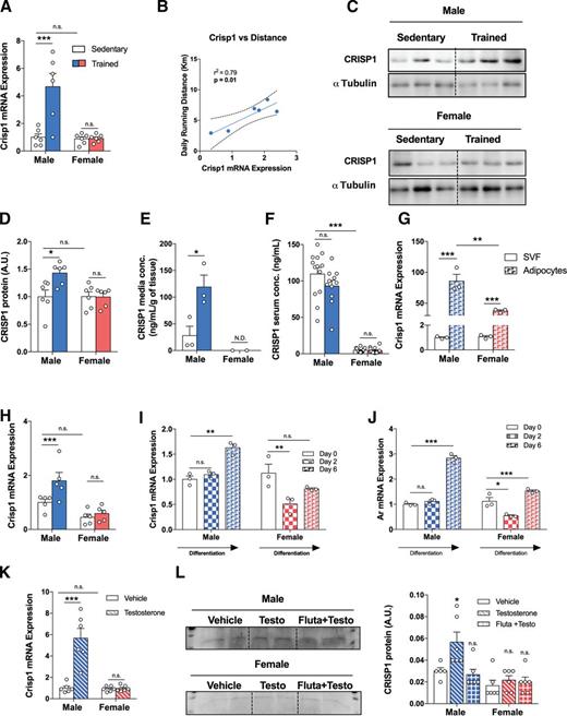 Figure 6. CRISP1 is a novel adipokine induced by exercise training and testosterone treatment in iWAT of male but not female mice. Crisp1 mRNA expression in sedentary (unfilled) and trained (colored) iWAT of male and female mice (A) (n = 6/group), correlation analysis (B) with daily running distance for male mice (n = 6), and immunoblotting for CRISP1 (C) in iWAT of male (top) and female (bottom) sedentary and trained mice. D and E: CRISP1 concentrations (conc.) in conditioned media of iWAT from sedentary and trained male and female mice (n = 3/group). F: Serum CRISP1 concentrations (n = 14/group). G: Crisp1 mRNA expression in SVF and mature adipocytes relative to male SVF (n = 3/group). H: Crisp1 mRNA expression in mature adipocytes isolated from sedentary (unfilled) and trained (colored) iWAT of male and female mice, expressed relative to male sedentary mice (n = 5/group). Change in Crisp1 (I) and Ar (J) mRNA expression along differentiation of primary ASCs of male and female mice (n = 3/group). Change in Crisp1 mRNA expression in iWAT of male and female treated with 10 μmol/L testosterone (K) and CRISP1 protein content (L) in the conditioned media from iWAT of male and female mice treated with 10 μmol/L testosterone (Testo) and 200 nmol/L flutamide (Fluta) for 24 h (n = 6/group). Data are expressed as mean ± SEM, n.s. indicates no significant difference. *P < 0.05; **P < 0.01; ***P < 0.001. A.U., arbitrary unit; N.D., not determined.