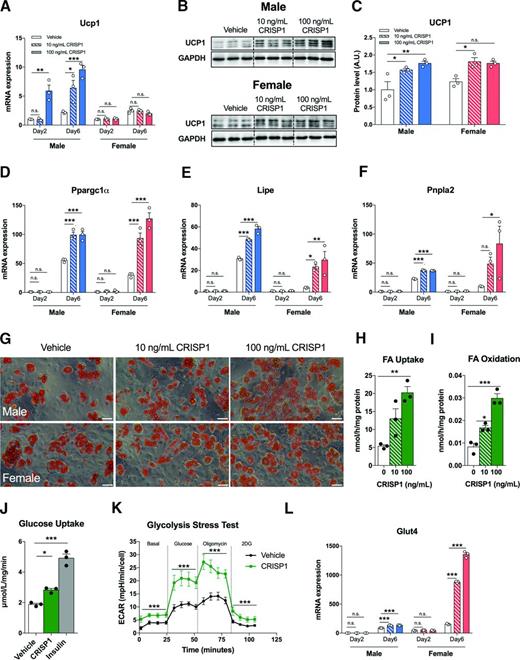 Figure 7. CRISP1 induces UCP1 expression and regulates fatty acid (FA) and glucose metabolism in adipocytes. A: Ucp1 mRNA expression in primary ASCs isolated from iWAT of male and female mice with 10–100 ng/mL CRISP1 during differentiation, collected at day 2 and day 6 (n = 3/group). Western blot image of UCP1 protein (B) and relative quantification (C) in primary ASCs differentiated with CRISP1 (10–100 ng/mL) at day 6. mRNA expression of Ppargc1a (D) and lipolytic genes Lipe (E) and Pnpla2 (F) in primary ASCs treated with 10–100 ng/mL CRISP1 during differentiation collected at day 2 and day 6 (n = 3/group). G: Representative images Oil Red O of primary ASCs from male (top) and female (bottom) differentiated with CRISP1 (10–100 ng/mL) at day 6. Scale bars, 100 μm. FA uptake (H) and oxidation (I) on 3T3-L1 treated with and without CRISP1 (10 and 100 ng/mL) for 24 h (n = 3/group). Glucose uptake analysis by [3H]2-deoxyglucose (2DG) (J) and by glycolysis stress test (K) on 3T3-L1 treated with vehicle (PBS one time) and CRISP1 (100 ng/mL) for 5 h (n = 3/group). Insulin (100 nmol/L, 1 h) was used as positive control. L: mRNA expression of Glut4 in primary ASCs at day 2 and day 6 of differentiation with and without CRISP1 (n = 3/group). Data are expressed as mean ± SEM. n.s. indicates no significant difference. *P < 0.05; **P < 0.01; ***P < 0.001. A.U., arbitrary unit; ECAR, extracellular acidification rate.