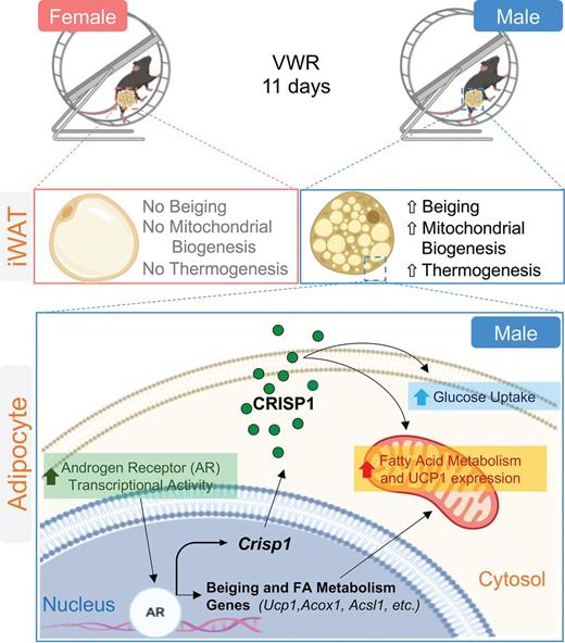 Figure 8. Proposal model for beiging process and CRISP1 upregulation promoted by exercise training in male iWAT. Voluntary wheel running (VWR) for 11 days increases beiging program (Ucp1) and fatty acid (FA) metabolism (Acox1, Acsl1, etc.) expression through direct participation of AR transcriptional activity that also supports the expression of CRISP1, a novel adipokine with autocrine function that stimulates glucose and FA metabolism and advocates beiging process. Figure created with BioRender (biorender.com).