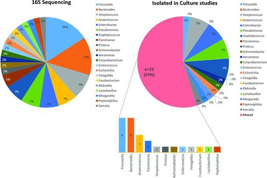 Figure 3. The list of dominant pathogens among the polymicrobial infections. Among the polymicrobial infections identified by 16S sequencing (n = 44), the dominant pathogen could be identified according to the number of aligned reads. Prevotella (n = 7, 16%) and Bacteroides (n = 6, 14%) were most frequently presented as the dominant pathogens by 16S sequencing. However, more than one-half (n = 23, 55%) of these dominant pathogens were not cultivated in the conventional culture studies. Prevotella (n = 6) and Bacteroides (n = 6) were frequently missed by the culture studies, although they were in fact the most abundant in the samples.