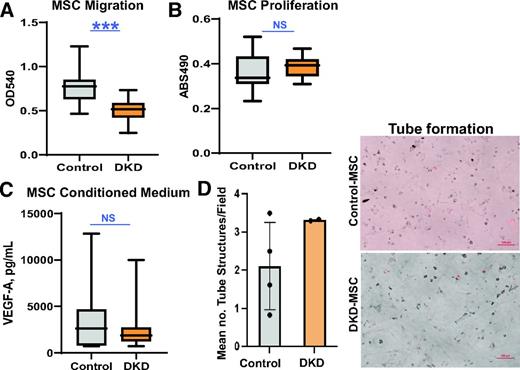 Figure 6. MSC migration, proliferation, and angiogenic activity. A: MSC migratory function is reduced in DKD-MSC compared with Control-MSC (Control-MSC, n = 16; DKD-MSC, n = 38; P < 0.0001). B: Mean proliferation trended higher in DKD-MSC vs. Control-MSC (Control-MSC, n = 16; DKD-MSC, n = 38; P = 0.07). C: Secretion of proangiogenic VEGF-A was not different (Control-MSC, n = 10; DKD-MSC, n = 38; P = 0.6). D: DKD-MSC maintained tube formation capacity with no differences between groups for mean number of tube structures per field (P = 0.8). Representative images are shown for tube structures induced by DKD-MSC and Control-MSC incubation with HUVECs. ***P ≤ 0.001. ABS490, absorbance 490-nm wavelength (proliferation); OD540, optical density 540-nm wavelength (migration).
