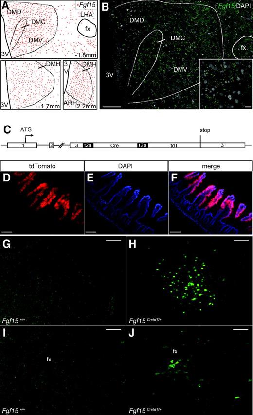 Figure 1. Reporter mice to characterize Fgf15 neurons. A: Camera lucida cartography of Fgf15 expression in the DMH at the indicated bregma (mm). DMC, DMH compact part; DMD, DMH dorsal part; DMV, DMH ventral part; fx, fornix; LHA, lateral hypothalamic area; 3V, third ventricle. B: In situ hybridization fluorescence detection of Fgf15 mRNA in the dorsal, compact, and ventral divisions of the DMH at bregma −1.8 mm. Scale bar = 50 μm. Inset: Scale bar = 25 μm. C: Structure of the modified Fgf15 allele for the monocistronic expression of Fgf15, Cre, and tdTomato. D–F: Immunofluorescence detection of tdTomato (A), DAPI (B), and merge signals (C) in the ileal villi of Fgf15CreTdT/+ mice. Scale bar = 100 μm. G–J: Immunofluorescence detection of eYFP in the DMH (B and C) and PeF (D and E) of Fgf15+/+ and Fgf15CretdT/+ mice injected with recombinant AAV2-EF1a-DIO-EYFP. Scale bar = 50 μm.