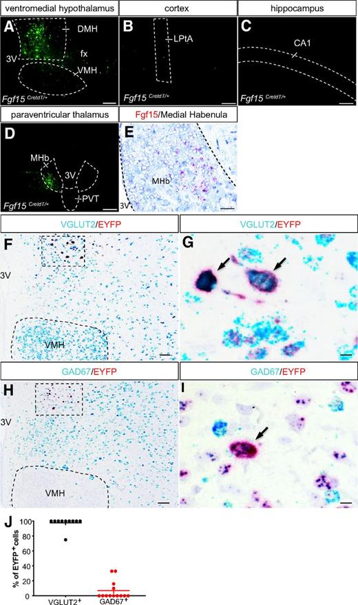 Figure 2. Fgf15 neurons of the DMH are glutamatergic. A–C: Immunofluorescence detection of eYFP in the VMH (A), lateral parietal association cortex (LPtA) (B), and field CA1 of the hippocampus (CA1) (C) of Fgf15CretdT/+ mice injected with recombinant AAV2-EF1a-DIO-EYFP. fx, fornix; 3V, third ventricle. Scale bar = 100 μm. D: eYFP-positive neurons were found in the MHb after injection in the paraventricular thalamus (PVT) of Fgf15CretdT/+ mice injected with recombinant AAV2-EF1a-DIO-EYFP. Scale bar = 100 μm. E: In situ hybridization detection of Fgf15 mRNA (red dots) in the MHb. Scale bar = 50 μm. F and G: Colocalization by in situ hybridization of eYFP (red) and vGlut2 (blue) in the DMH of Fgf15CretdT/+ mice previously injected with recombinant AAV2-EF1a-DIO-EYFP. Scale bar = 50 μm (F) and 10 μm (G). H and I: Colocalization by in situ hybridization of eYFP (red) and Gad67 (blue) in the DMH of Fgf15CretdT/+ mice previously injected with recombinant AAV2-EF1a-DIO-EYFP. Scale bar = 50 μm (H) and 10 μm (I). J: Quantification of eYFP and vGlut2 or Gad67 double-positive Fgf15 neurons.