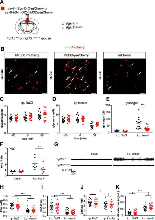 Figure 3. Fgf15 neurons activation negatively regulates insulin-induced glucagon secretion. A: Recombinant AAV8-hSyn-DIO-hM3Dq-mcherry injection in the DMH of Fgf15 +/+ or Fgf15CretdT/+ mice for Clz activation of Fgf15 neurons. B: Clz, but not saline intraperitoneal injection induced c-fos expression specifically in Fgf15 neurons expressing hM3Dq-mCherry. Scale bar = 50 μm. C: Glycemia at the time of Clz injection (−60 min), at the time of saline injection (0 min), and 1 h later (60 min). Fgf15 +/+ mice (black) (n = 13) and Fgf15CretdT/+ mice (red) (n = 18) previously injected as shown in A. D: Glycemia in the same conditions as for C, with insulin injection at time 0 min. E: Plasma glucagon. F and G: Vagus nerve activity was recorded in the basal state and following intraperitoneal insulin injection in Fgf15+/+ (n = 7) and Fgf15CreTdT/+ (n = 8) mice injected with Clz 30 min before the recordings were started. J: Quantification of the recorded vagal activities. K: Illustrations of activity recordings. H: Free fatty acids (FFA). I: Hydroxybutyrate (HBA). J: Lactate. K: Corticosterone levels measured 60 min after saline or insulin injections. Fgf15+/+ mice (black) (n = 24) and Fgf15CretdT/+ mice (red) (n = 29) previously injected as shown in A. Data are means ± SEM. *P < 0.05; **P < 0,005; ***P < 0,001. Two-way ANOVA followed by Bonferroni multiple comparisons test (E–J).
