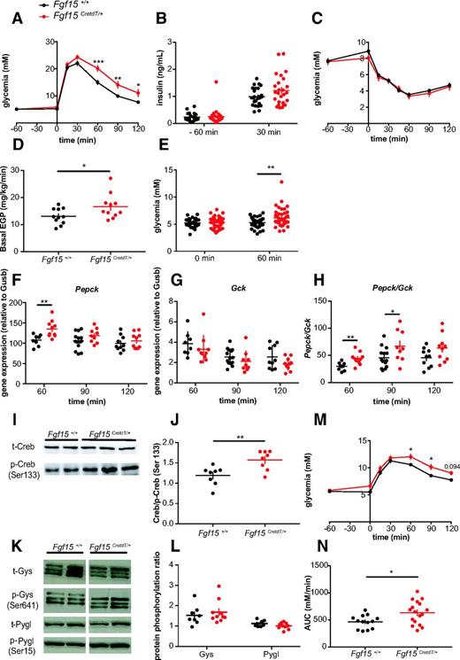 Figure 4. Activated Fgf15 neurons increase liver gluconeogenesis through a Creb1/Pepck axis. A: Intraperitoneal glucose tolerance test performed 1 h after Clz injection (Fgf15+/+ mice, n = 26, and Fgf15CretdT/+ mice, n = 26). B: Plasma insulin at the time of Clz injection (−60 min) and 30 min after intraperitoneal glucose injection (Fgf15+/+ mice, n = 26, and Fgf15CretdT/+ mice, n = 26). C: Insulin tolerance test performed 1 h after Clz injection (Fgf15+/+ mice, n = 9, and Fgf15CretdT/+ mice, n = 12). D: Endogenous glucose production following Clz injection (Fgf15+/+ mice, n = 11, and Fgf15CretdT/+ mice, n = 11). E: Glycemia before and 1 h following Clz injection in overnight-fasted Fgf15+/+ mice (n = 39) and Fgf15CretdT/+ mice (n = 43). F–H: Liver expression levels of Pepck (E) and Gck (F) mRNAs and Pepck-to-Gck ratio (G) at the indicated times after Clz injection (Fgf15+/+ mice, n = 8–14, and Fgf15CretdT/+ mice, n = 9–10). I–J: Western blot analysis of hepatic pCreb1 and total (t-)Creb1 at 1 h after Clz injection (Fgf15+/+ mice, n = 8, and Fgf15CretdT/+ mice, n = 8). K and L: Western blot analysis of pGys, pPygl, and total Gys and Pygl 1 h after Clz injection (Fgf15+/+ mice, n = 8, and Fgf15CretdT/+ mice, n = 10). M: Pyruvate tolerance in response to an intraperitoneal bolus of pyruvate 1 h after Clz injection (Fgf15+/+ mice, n = 13, and Fgf15CretdT/+ mice, n = 17). N: Areas under the curve (AUC) of the pyruvate tolerance tests. Data are means ± SEM. *P < 0.05; **P < 0.01; ***P < 0.001. Two-way ANOVA followed by Bonferroni multiple comparisons test: A, E, and M. Two-way ANOVA followed by Sidak multiple comparisons test: F and H. Student t test: D, I, and N.