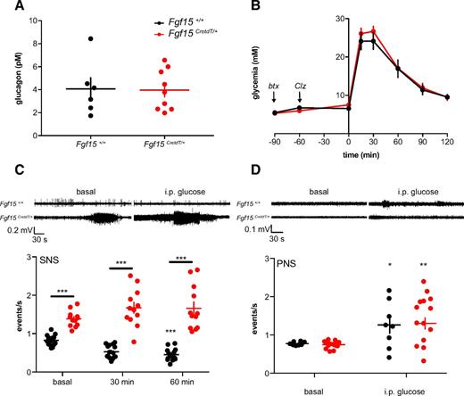 Figure 5. Activated Fgf15 neurons induce glucose intolerance by increasing β-2 adrenergic signaling. A: Plasma glucagon 30 min after intraperitoneal injection of glucose in mice previously injected with Clz (Fgf15+/+ mice, n = 6, Fgf15CreTdT/+ mice, n = 9). B: Intraperitoneal glucose tolerance test in mice injected with the Adrb2 blocker butaxamine (btx) (−90 min) and Clz (−60 min) and with glucose (0 min) (Fgf15+/+ mice, n = 6, and Fgf15CretdT/+ mice, n = 6). C: Sympathetic nerve (SNS) firing rates after intraperitoneal injection of Clz in the basal state and at the indicated times after intraperitoneal glucose injection (Fgf15+/+ mice, n = 15, and Fgf15CreTdT/+ mice, n = 12). D: Parasympathetic nerve (PNS) firing rate after intraperitoneal injection of Clz in the basal state and 30 min after glucose injection (Fgf15+/+ mice, n = 8, and Fgf15CreTdT/+ mice, n = 14). Data are means ± SEM. *P < 0.05; **P < 0.01; ***P < 0.001. Two-way ANOVA followed by Bonferroni multiple comparisons test (C and D).