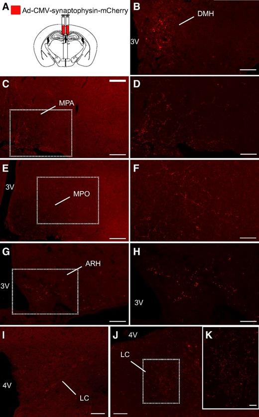 Figure 7. Mapping of DMH Fgf15 neuron synaptic projections. A: An Ad-CMV-synaptophysin-mCherry was injected bilaterally in the DMH of Fgf15CretdT/+ mice to map synaptic terminals of Fgf15 neurons. Immunofluorescence detection of mCherry showing positive cell bodies and fibers in the DMH (B) (scale bar = 50 μm), the MPA (C and D) (scale bar = 50 μm and 25 μm, respectively), the MPO (E and F) (scale bar = 50 μm and 25 μm), the ARH (G and H) (scale bar = 50 μm and 25 μm), and the locus coeruleus (LC) (I–K) (scale bar = 50 μm and 25 μm). 3V, third ventricle; 4V, fourth ventricle.