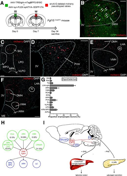 Figure 8. Retrograde mapping of DMH Fgf15 neuron innervation. A: AAV1-syn-FLEX-splitTVA-EGFP-tTA and AAV1-TREtight-mTagBFP2-B19G were injected bilaterally in the DMH of Fgf15CretdT/+ and an EnvA-G-deleted-mCherry pseudotyped rabies virus 1 week later. B: Immunofluorescence detection of EYFP/mCherry double-positive neurons in the DMH. Scale bar = 50 μm. Immunofluorescence detection of mCherry-positive presynaptic neurons in the septohypothalamic nucleus (SHy), MPO, MPA, ventrolateral preoptic nucleus (VLPO), and lateral preoptic area (LPO) (C) (scale bar = 50 μm); the paraventricular nucleus of the hypothalamus (PVH) (D) (scale bar = 50 μm); and the VMH, ARH, and lateral hypothalamic area (LHA) (E and F) (scale bar = 50 μm). G: Quantitative assessment of the neurons innervating DHM Fgf15 neurons based on their brain localization. AHN, anterior nucleus of the hypothalamus; AVPe, anteroventral periventricular nucleus; MM, medial mammillary nucleus, medial part; PMv, premammillary nucleus, ventral part; pfx, perifornical area; Pv, periventricular nucleus of the hypothalamus; RCH, retrochiasmatic area; SCh, suprachiasmatic nucleus; TU, tuberal nucleus. H: Graphical summary of the afferent inputs into Fgf15 neurons and their efferent projections. I: Graphical summary of the impact of Fgf15 neurons activation on autonomic nervous activity, glucagon secretion, and hepatic glucose production. DVC, dorsal vagal complex; IML, intermediolateral cell column; LC, locus coeruleus; PNS, parasympathetic nerve, SNS, sympathetic nerve; 3V, third ventricle.