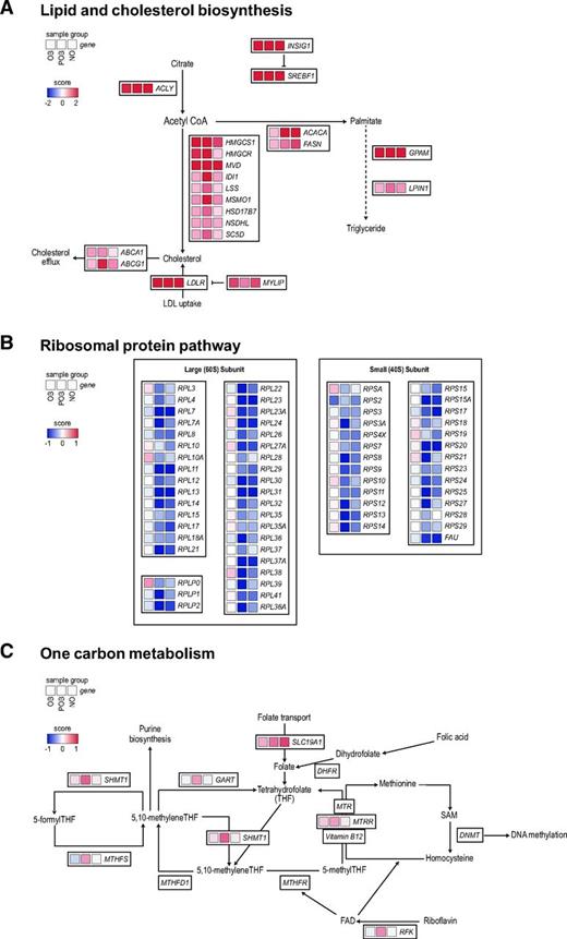 Figure 4. Differentially regulated pathways in the OB and nonobese states. Representative examples of pathways identified in the gene set enrichment analysis that were common, obesity attenuated, or POB enriched. A: The lipid and cholesterol biosynthesis pathway, the corresponding genes, and their S-score (see “Research Design and Methods”) in OB, POB, and NO groups are shown. An expanded version of this panel is detailed in Supplementary Fig. 4. B–C: The same analyses are shown for ribosomal proteins (B) and one-carbon metabolism (C).