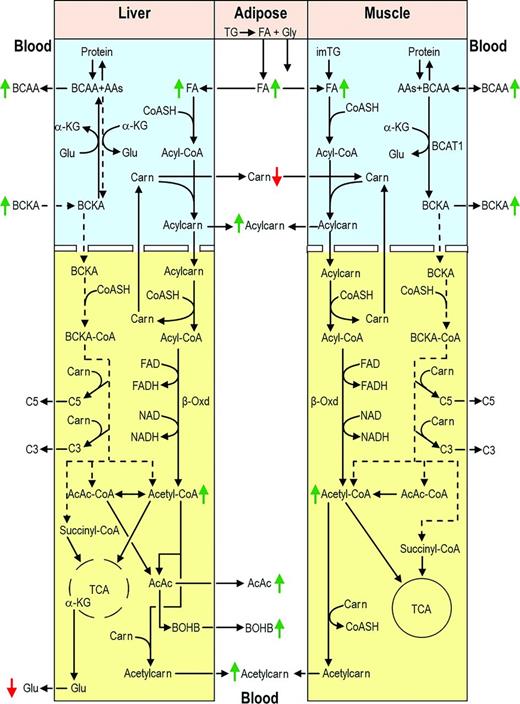 Figure 3. Schema of key findings in fatty acid and BCAA catabolic pathways in liver, skeletal muscle, adipose tissue, and blood of KPD and T1D patients during DKA. Blue and yellow backgrounds indicate cytosol and mitochondrion, respectively. Dashed arrows/lines indicate decreased substrate or metabolite flow through a pathway, and green and red arrows indicate increased and decreased concentrations, respectively. Markedly increased lipolysis in adipose tissues results in higher blood levels of fatty acids despite increased uptake and β-oxidation by liver and muscle. Increased β-oxidation depletes whole body carnitine availability, compromising mitochondrial BCKA (hence BCAA) catabolism, especially in muscle, which has lower BCKD activity and does not synthesize carnitine. Consequently, net muscle uptake of BCAA is decreased and BCKA release into blood is greater than its uptake and catabolism by liver and other tissues, leading to higher blood levels of these metabolites. See text for additional details. AAs, other amino acids; AcAc, acetoacetate; α-KG, α-ketoglutarate; Acetylcarn, acetylcarnitine; Acylcarn, acylcarnitine; β-Oxd, β-oxidation; Carn, carnitine; CoASH, coenzyme A; FA, fatty acids; Glu, glutamic acid; Gly, glycerol; im, intramyocellular; TG, triglyceride.