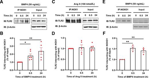 Figure 1. BMP4 induces increased interaction between TLR2 and NOX1/NOXO1 in aortic endothelial cells. BAECs were treated with BMP4 (50 ng/mL) or Ang II (100 nmol/L) for 30 min and 24 h, and the cells were harvested for co-immunoprecipitation (co-IP). The co-IP of TLR2 by NOX1 or NOXO1 was determined by Western blotting and normalized to β-actin. A: Representative co-IP blots of TLR2 by anti-NOX1 in BMP4-stimulated endothelial cells. B: Grouped densitometric data of co-IP results in A (n = 5–6). C: Representative co-IP blots of TLR2 by anti-NOX1 in Ang II–stimulated endothelial cells. D: Grouped densitometric data of co-IP results in C (n = 5–6). E: Representative co-IP blots of TLR2 by anti-NOXO1 in BMP4-stimulated endothelial cells. F: Grouped densitometric data of co-IP results in E (n = 3). Data are shown as mean ± SEM. *P < 0.05; **P < 0.01. IB, immunoblot.